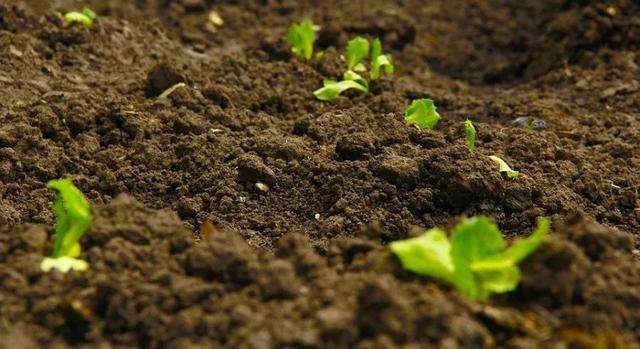 土壤環(huán)境檢測 土壤環(huán)境檢測