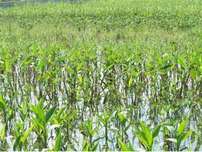 深圳水質(zhì)檢測 深圳水質(zhì)檢測